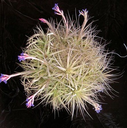 producteurs tillandsia