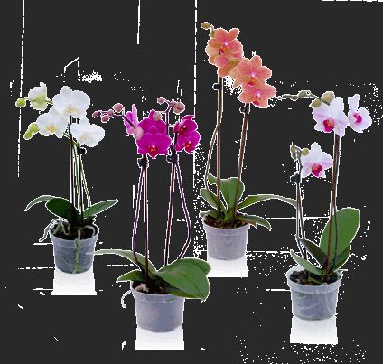 producteurs orchidées