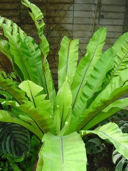 producteur plantes tropicales